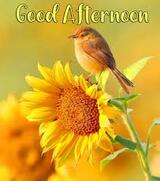 :afternoon