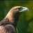 Eagleheart
